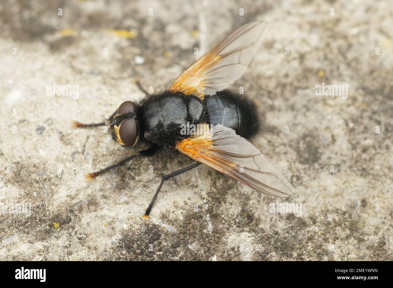 Detailed closeup on a black and orange Noonday fly, Mesembrina meridiana sitting on the ground Stock Photo