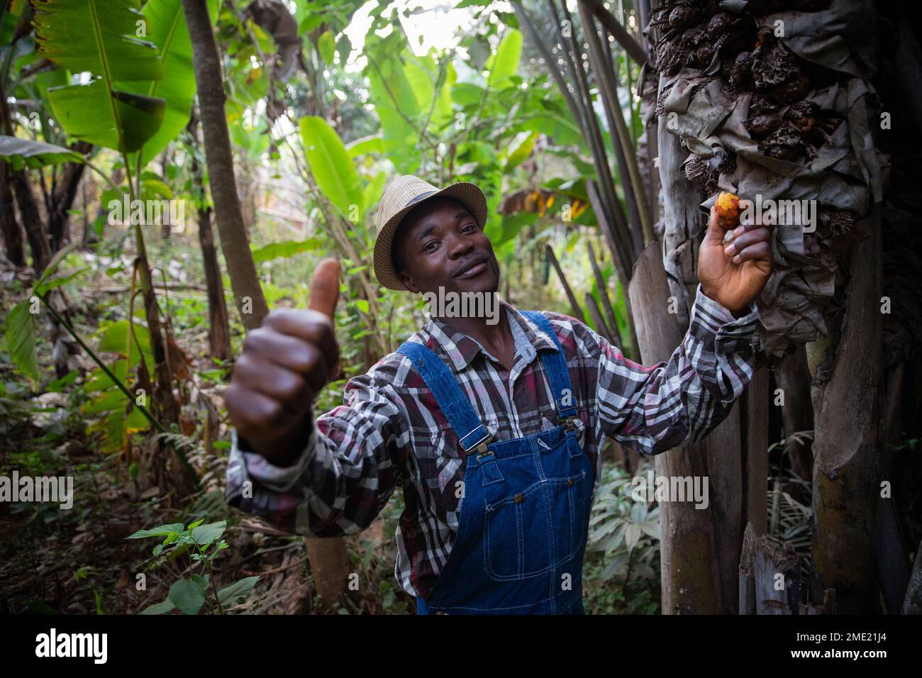 African farmer harvests Raphia hookeri from his plantation, fruit used for palm wine Stock Photo