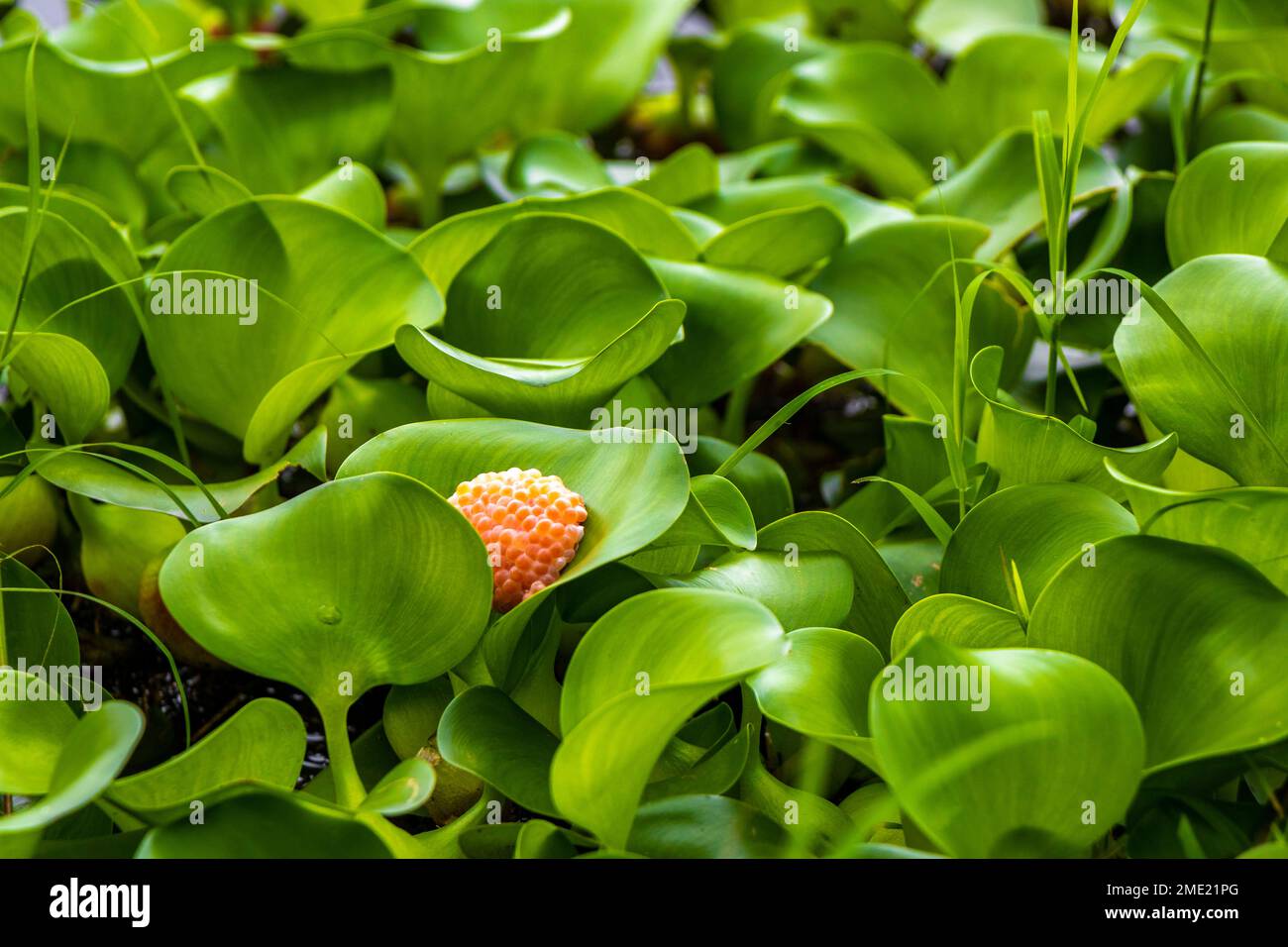 Green lake and marsh plants in the Sabana Park San Jose Costa Rica in Central America. Stock Photo