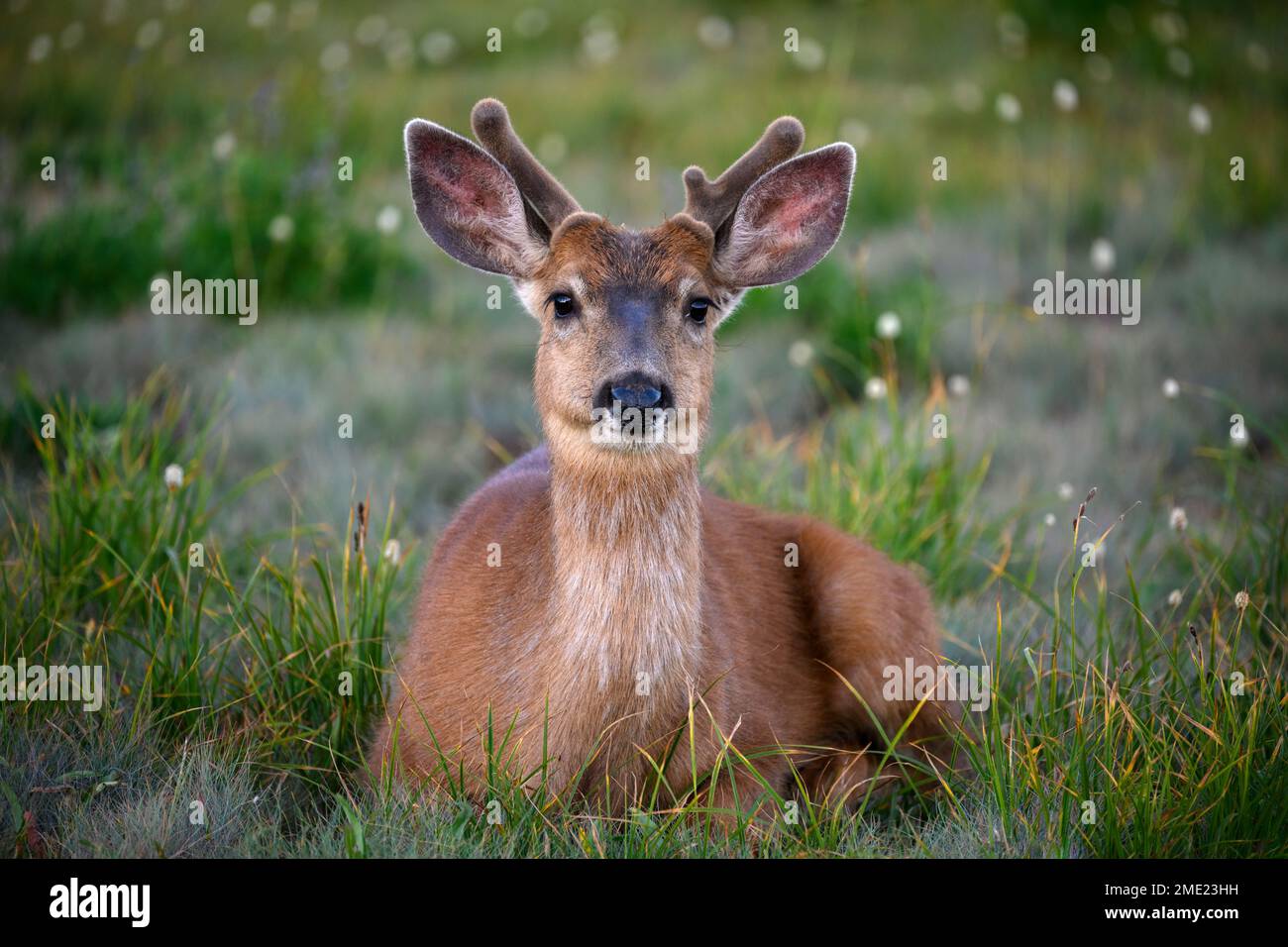 Young blacktail deer buck with velvet antlers at Hurricane Ridge in Olympic National Park, Washington. Stock Photo