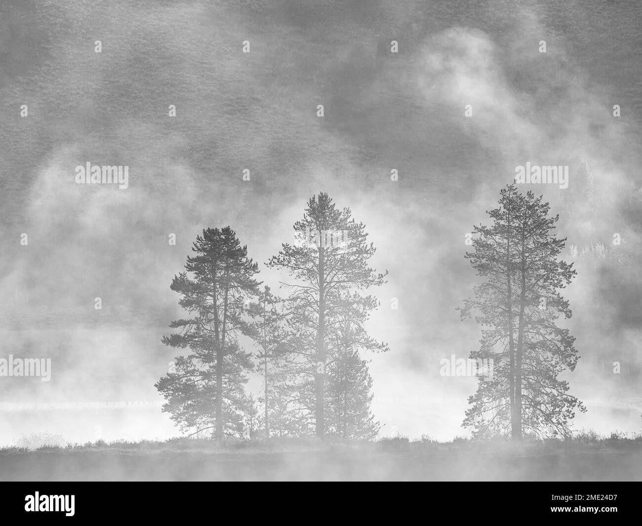 Trees in fog along the Snake River in Grand Teton National Park, Wyoming. Stock Photo