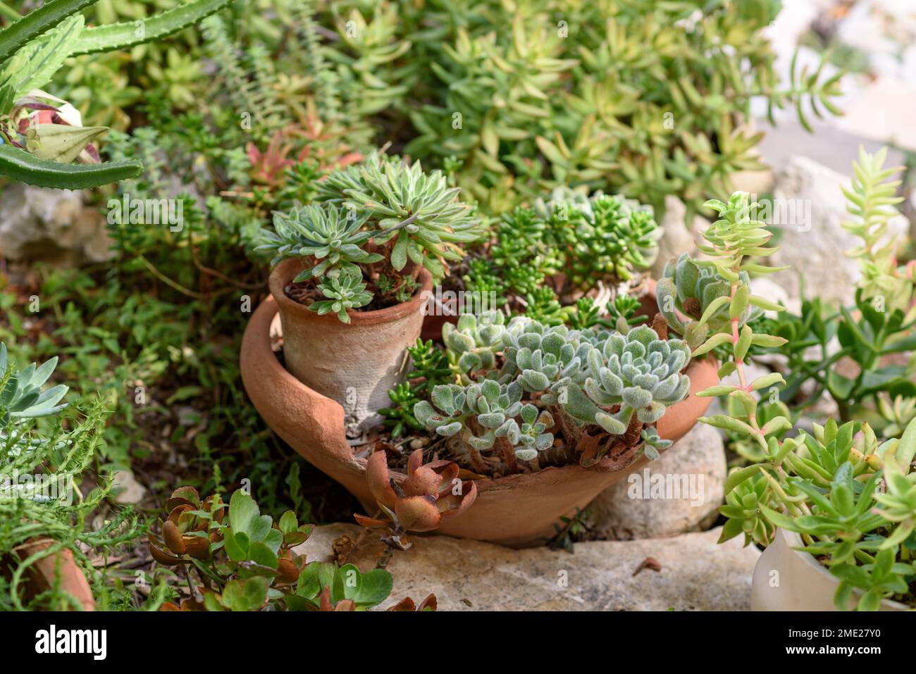 Potted Succulent Plants In A Garden. Close Up Of Succulent Plant In Pot. Stock Photo