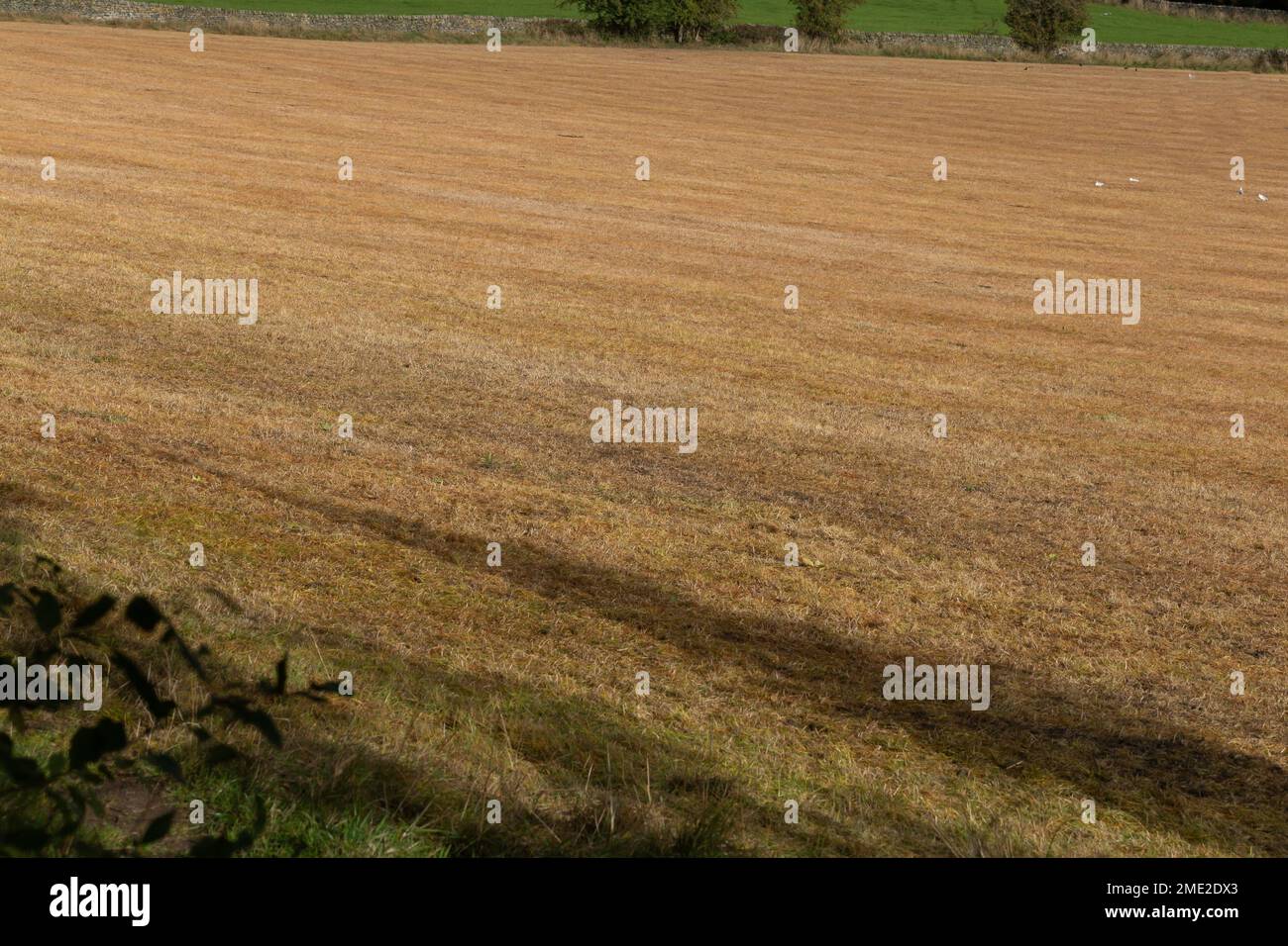 A grazing field that has been treated with weedkiller (herbicide).  The grass has gone orange after the chemical treatment. Stock Photo