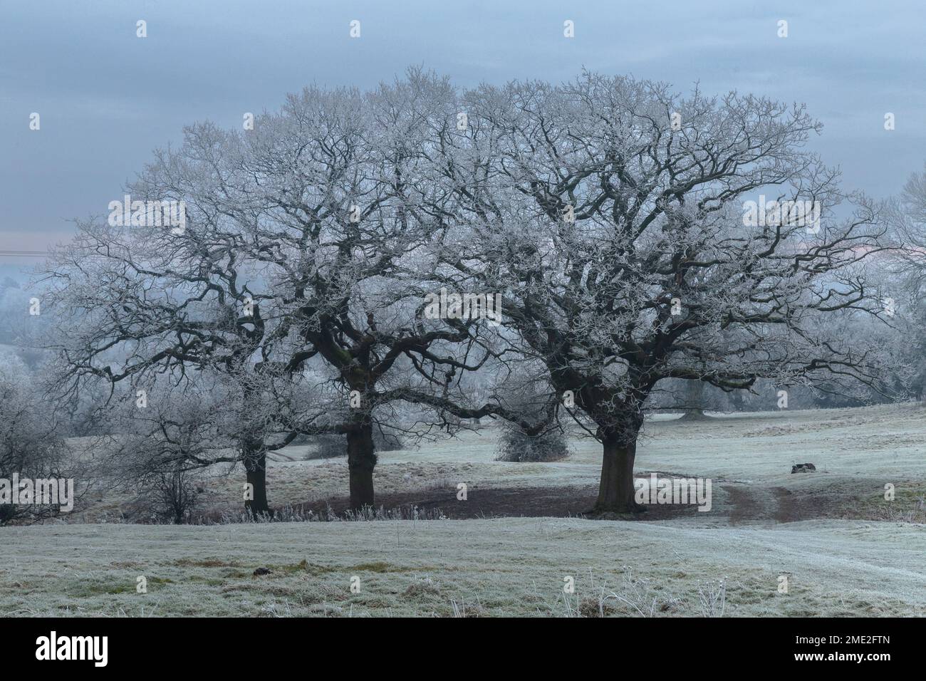 Winter trees - three oak trees covered in frost in Baildon, Yorkshire. Stock Photo