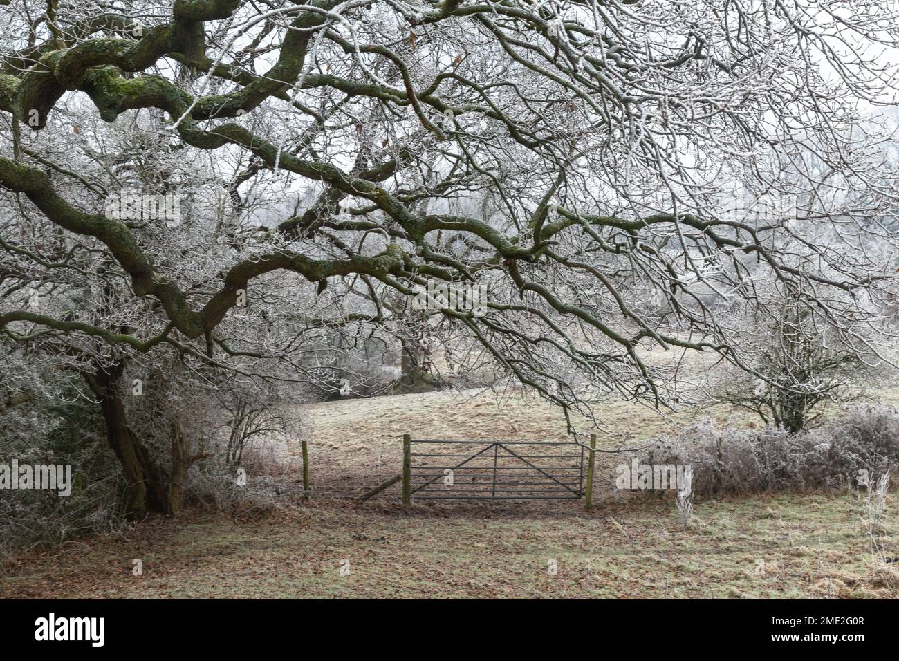 A frost covered oak tree, the frosty branches are leaning over a gate in Baildon, Yorkshire. Stock Photo