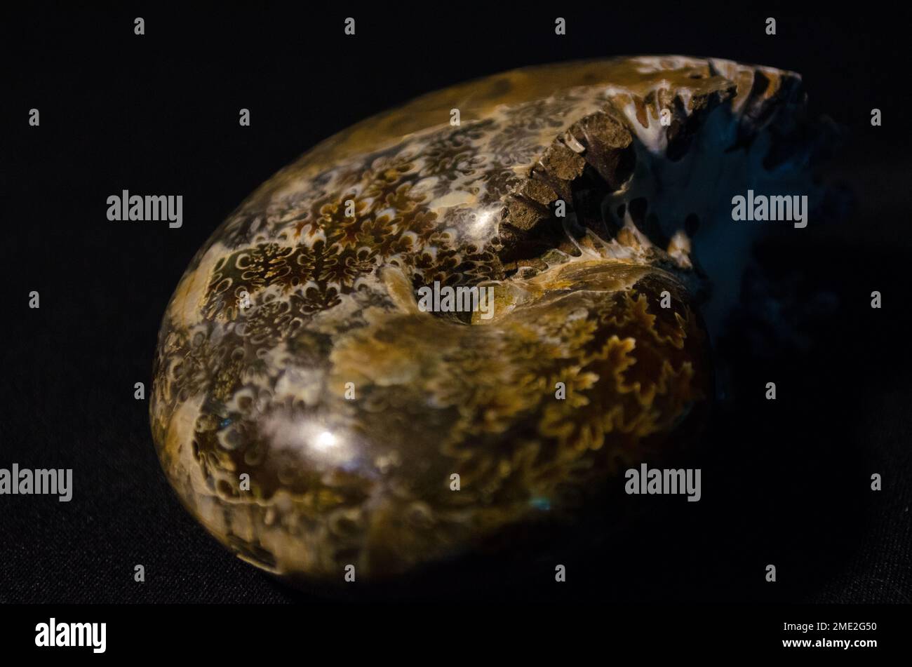 A closeup od an Ammonite Fossil Stock Photo