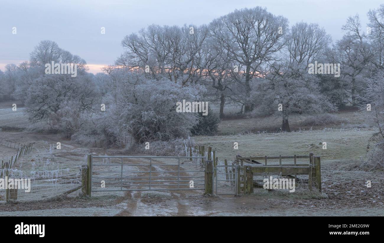 Winter trees covered in frost just after sunrise in Baildon, Yorkshire. Stock Photo