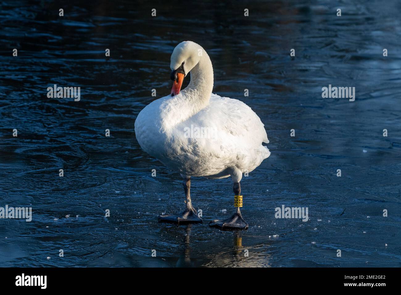 A single male mute swan (cygnus olor) standing on a frozen lake. The