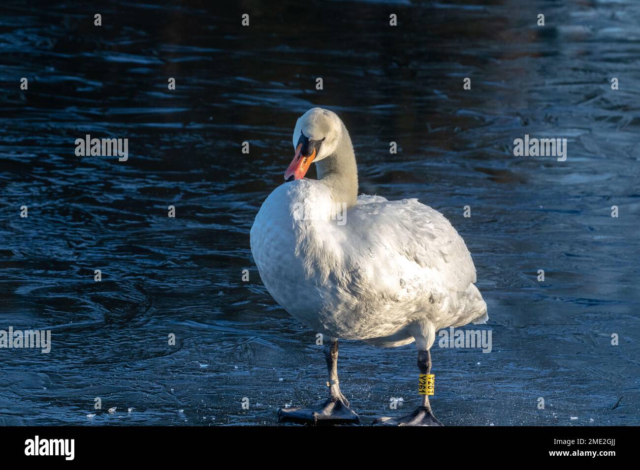 A single male mute swan (cygnus olor) standing on a frozen lake. Stock Photo