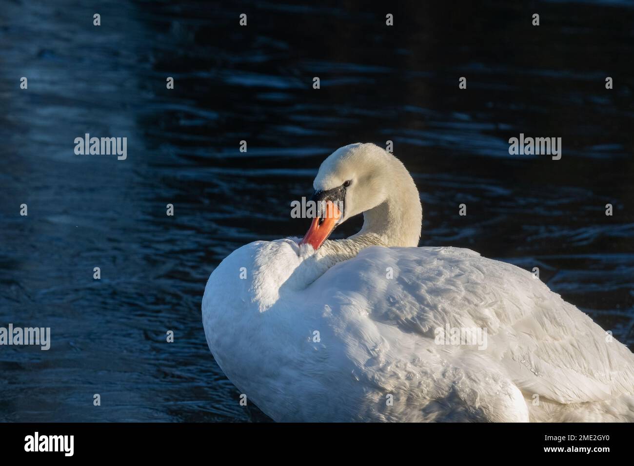 A single male mute swan (cygnus olor) preening while standing on a frozen lake. Stock Photo