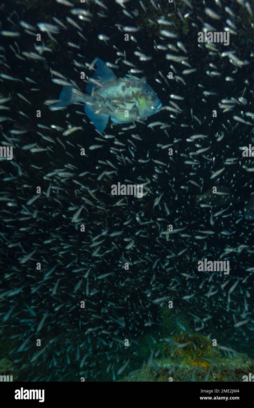 School of small fish swimming near grey triggerfish in dark water of clean sea Stock Photo