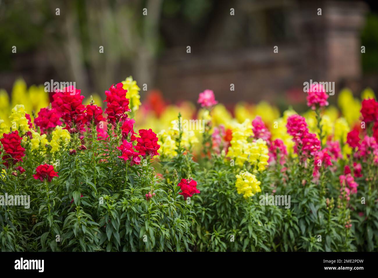 A large and colorful garden of trailing candy showers snapdragons in bloom in the spring Stock Photo