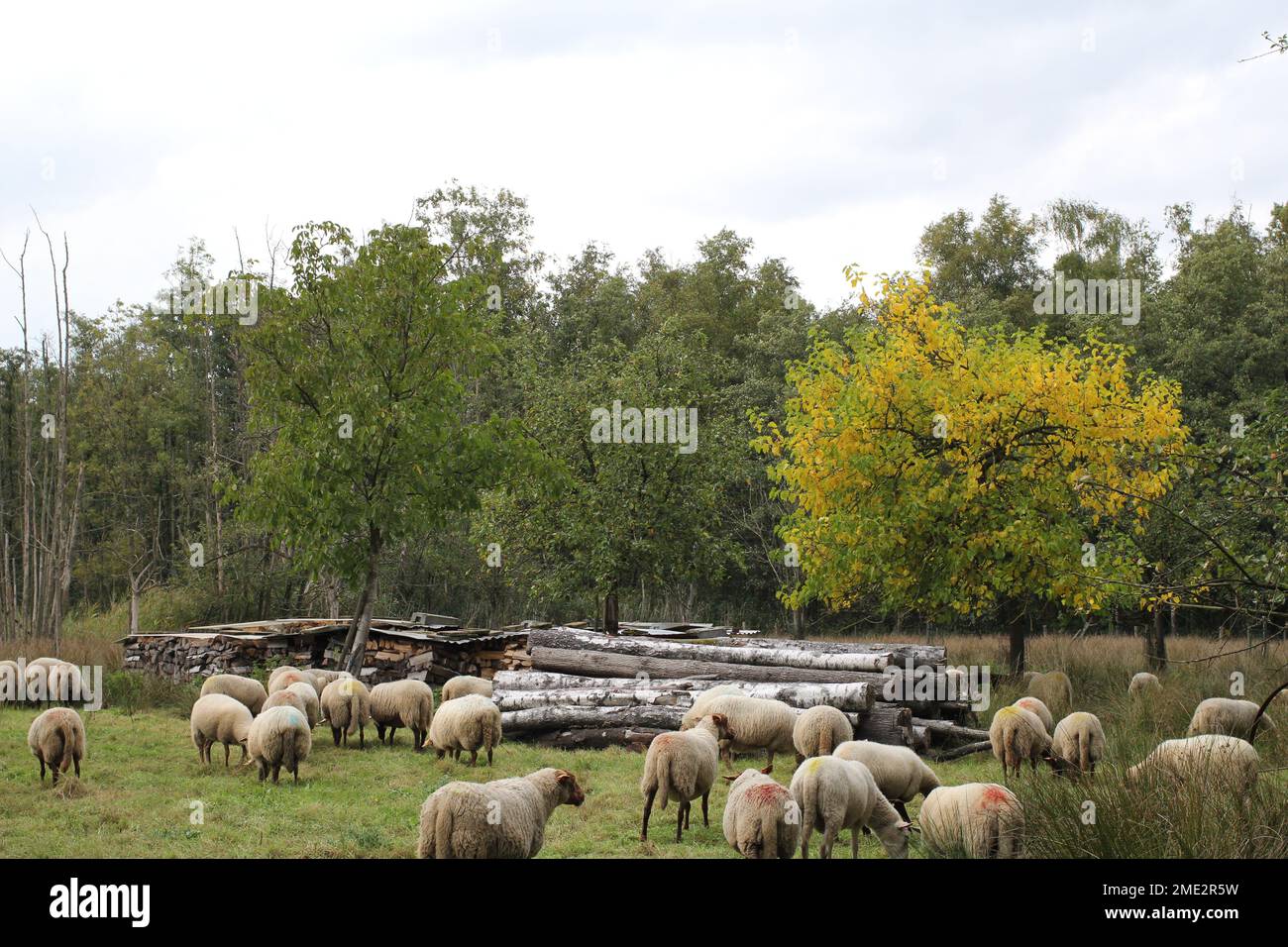 a big herd of sheep is grazing in a meadow with tree trunks and trees of the forest in the background in springtime Stock Photo