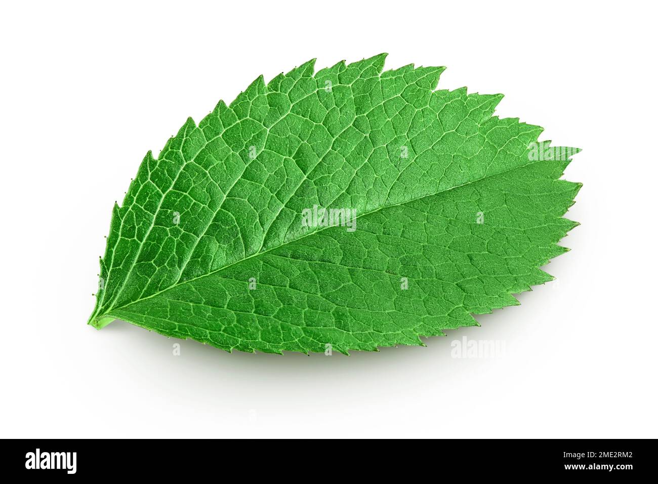 rosehip green leaves isolated on white background Stock Photo - Alamy