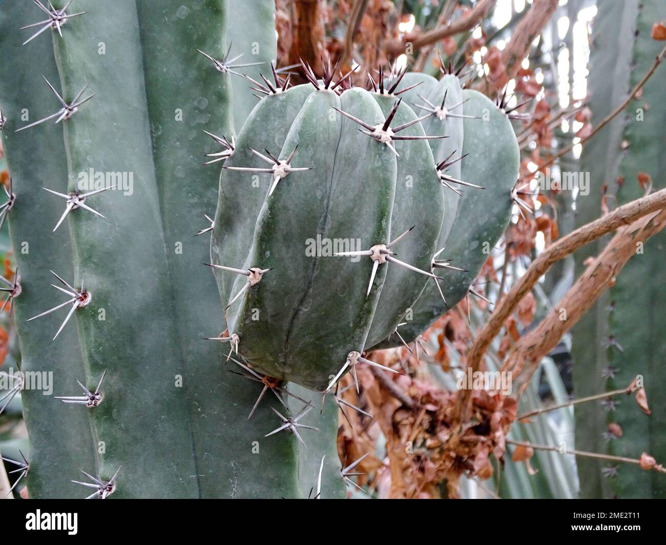 Plants in Germany Stock Photo Alamy