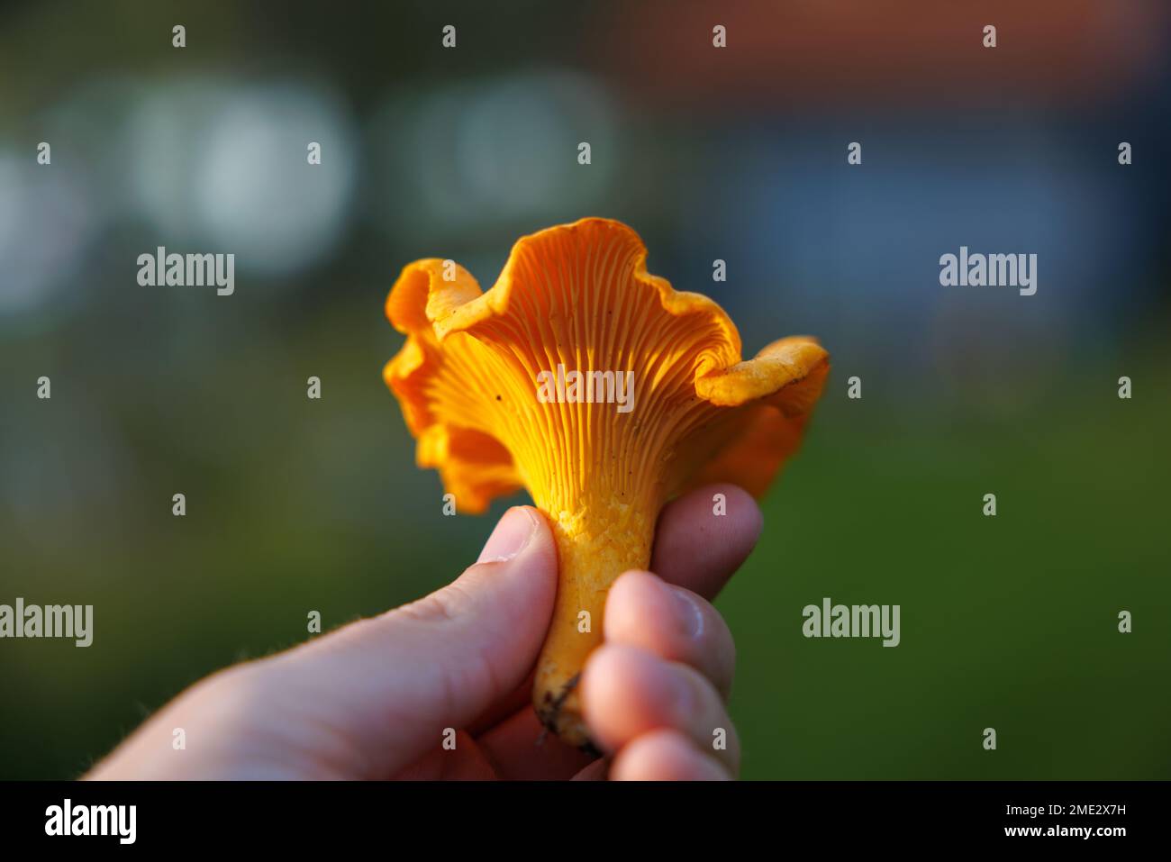 A closeup of a person's hand holding an edible Yellow chanterelle mushroom (kantarell) on the blurred background Stock Photo