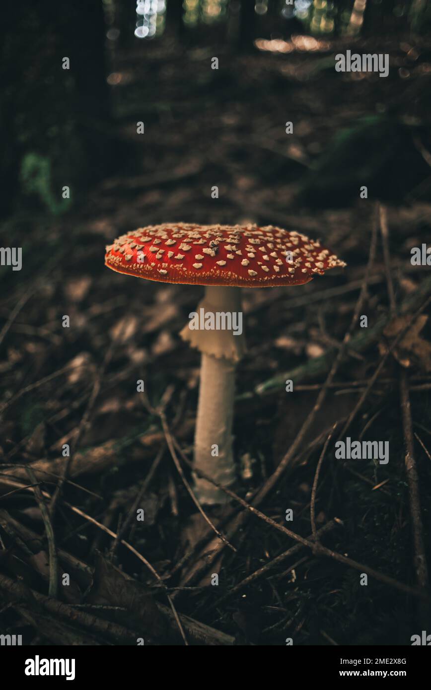 A closeup shot of a Fly agaric fungus grown in the forest on the ...