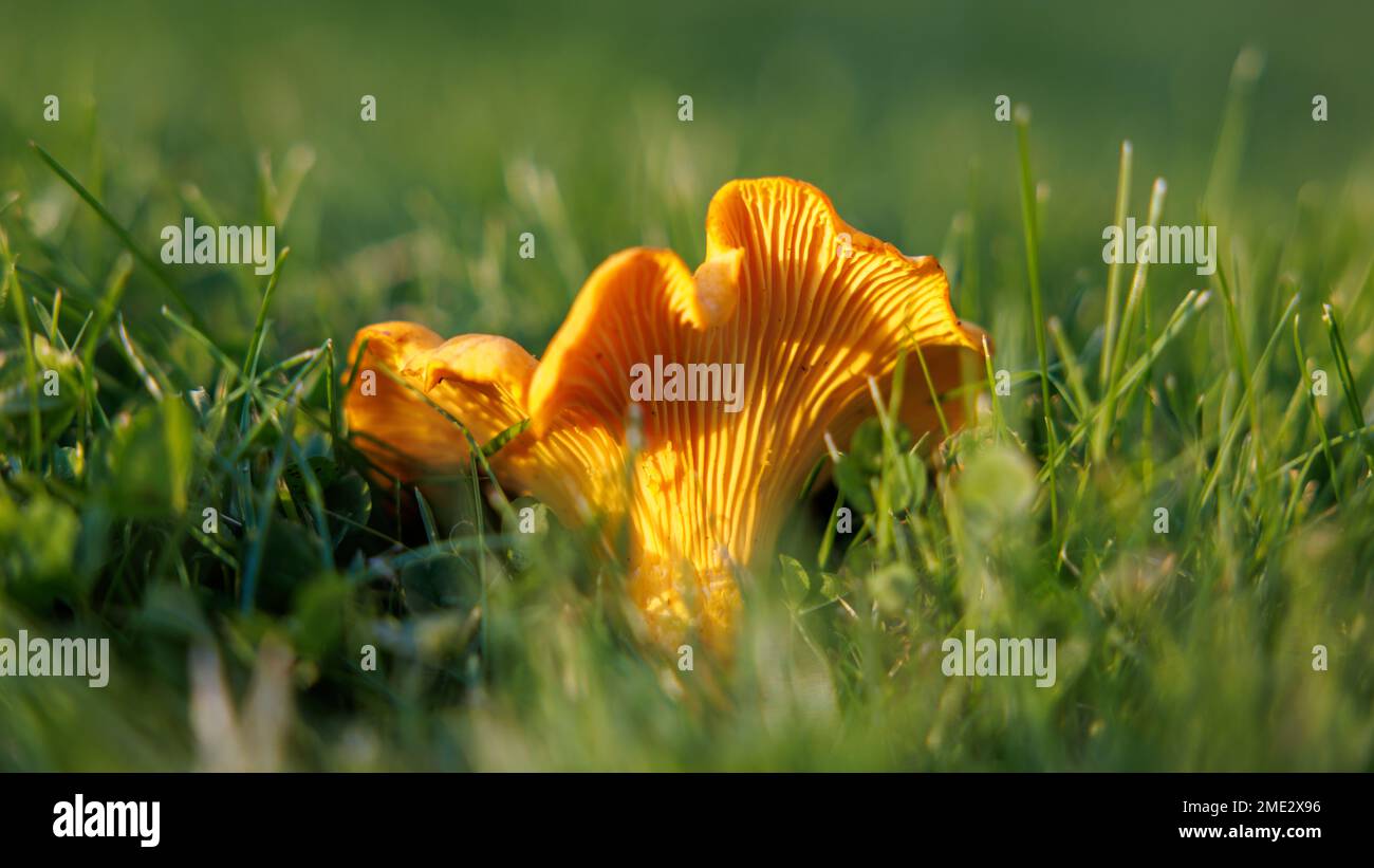 A closeup of a Yellow chanterelle mushroom (kantarell) on the green grass on the blurred background Stock Photo
