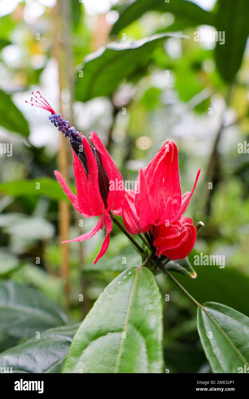 Plants in Germany Stock Photo Alamy