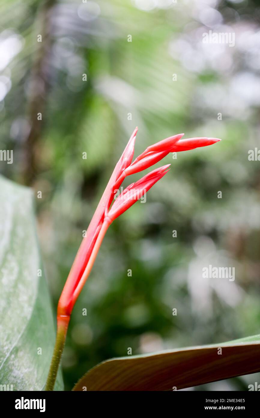 Plants in Germany Stock Photo Alamy