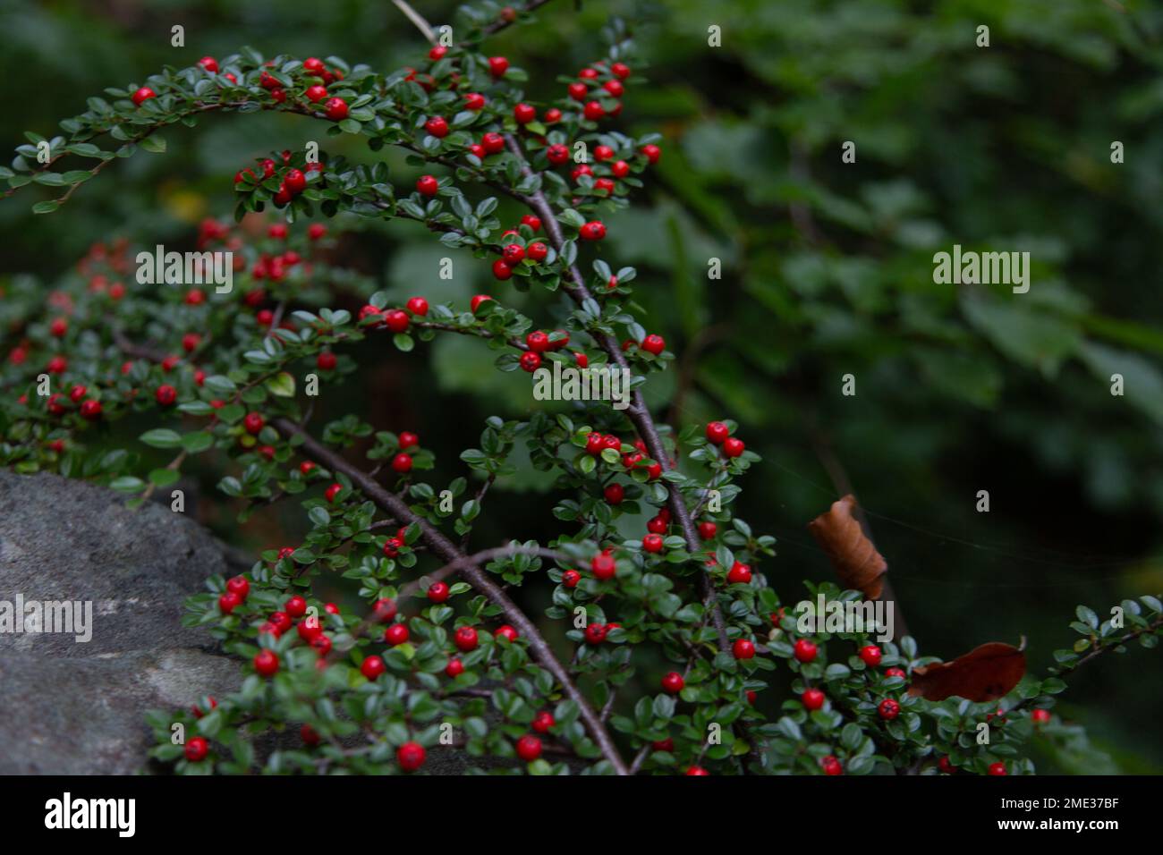 Highbush cranberry with ripe red berries and green leaves Stock Photo