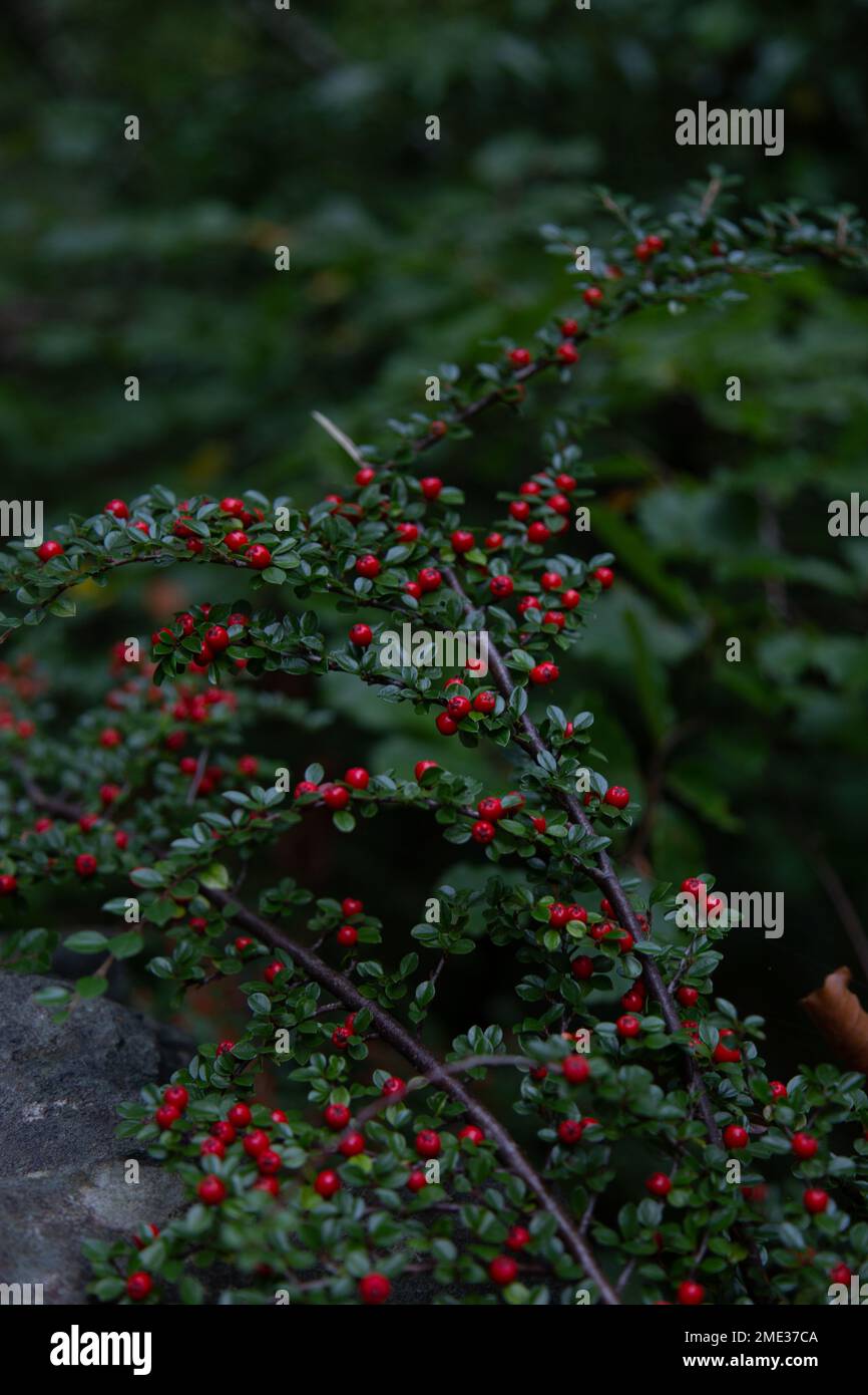 A vertical shot of highbush cranberry plant with ripe red berries and green leaves Stock Photo