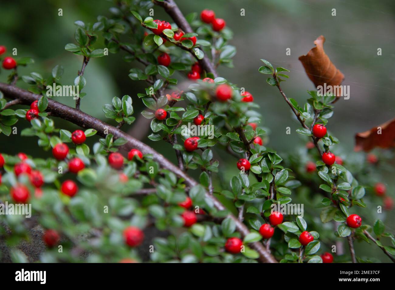A selective focus shot of highbush cranberry with ripe red berries and green leaves Stock Photo