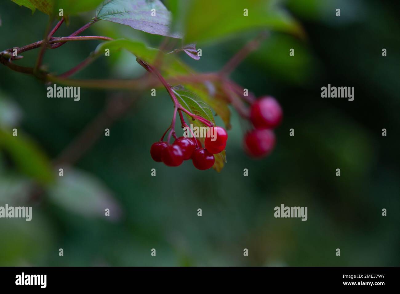 A selective focus shot of red berries of highbush cranberry Stock Photo