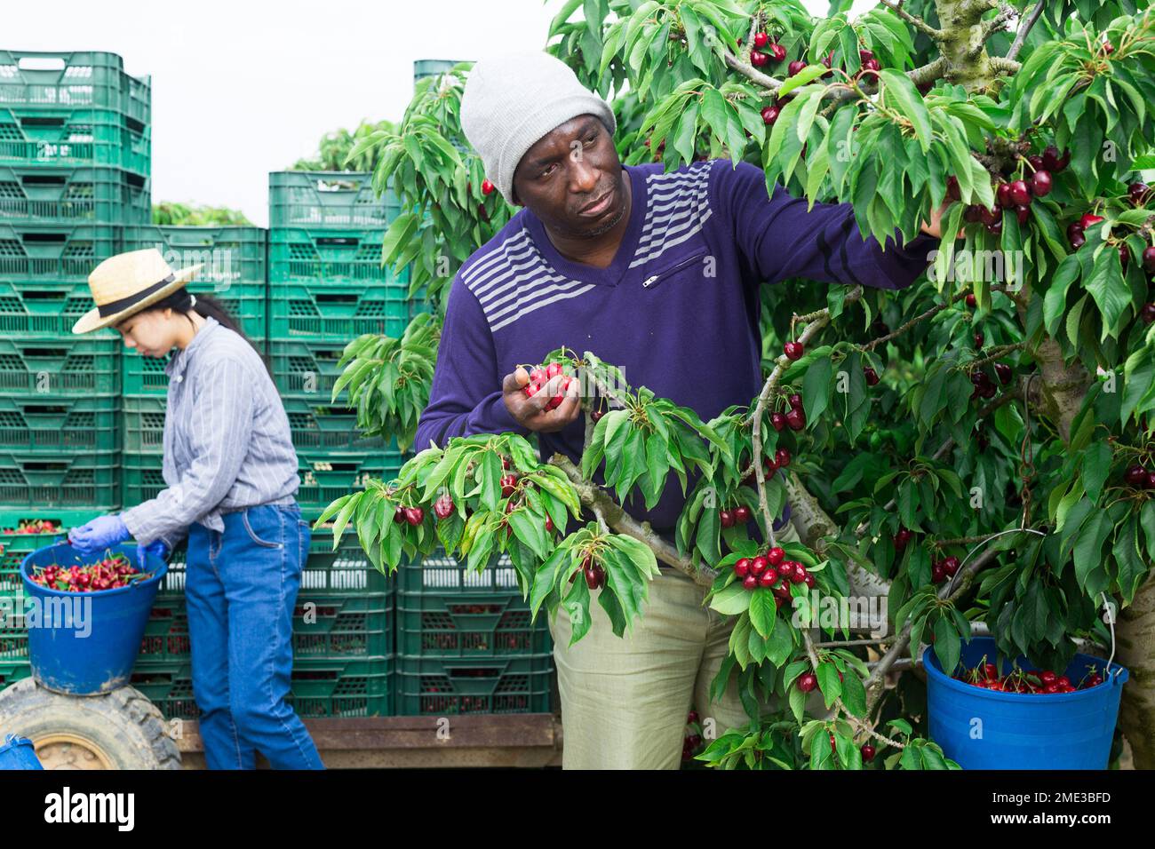 workers working at the cherry farm Stock Photo Alamy