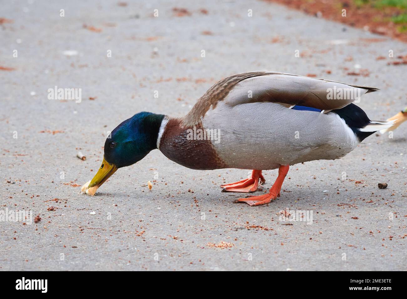 Mallard Male Duck eating bread ( Anas platyrhynchos Stock Photo Alamy