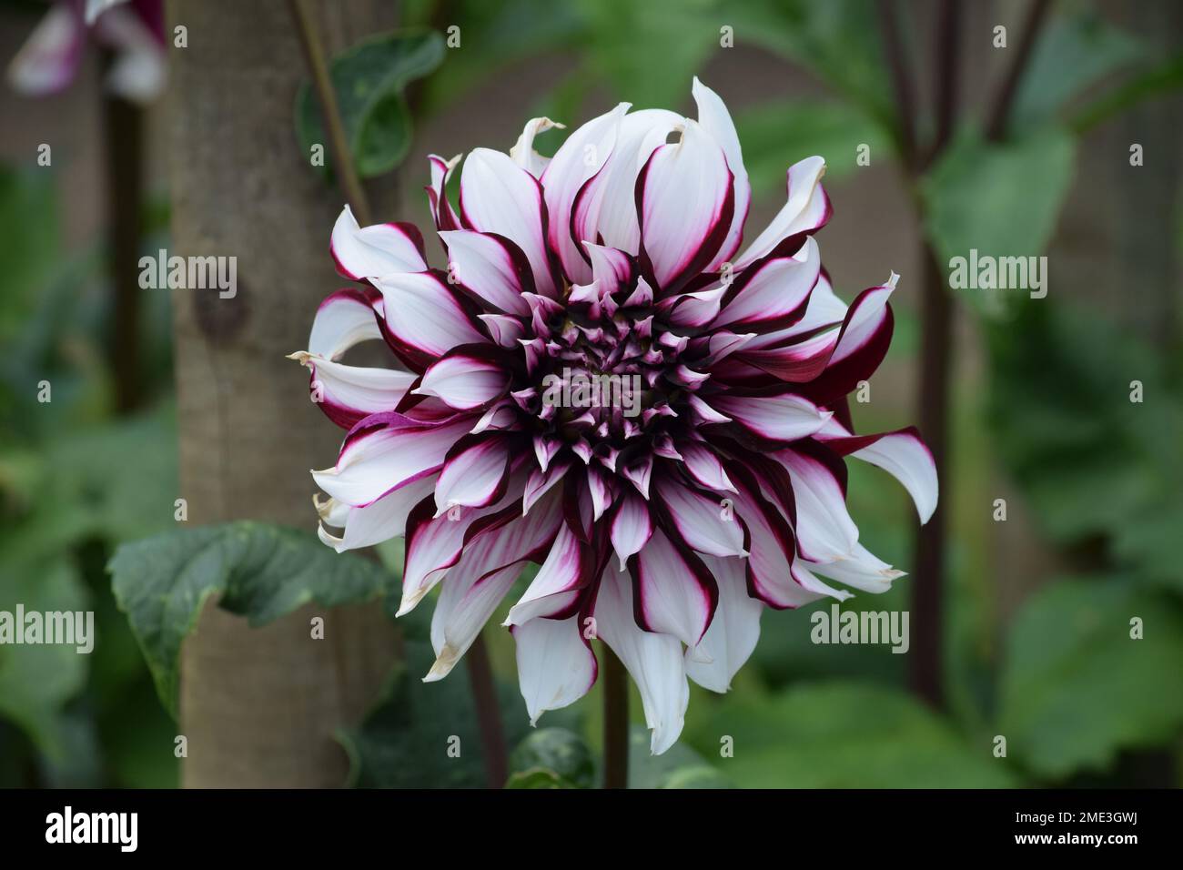 White dahlie hi-res stock photography and images - Alamy