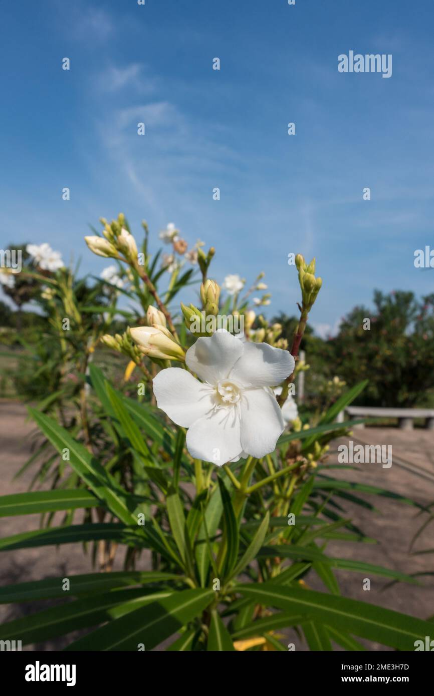 Oleander white flower plant Stock Photo