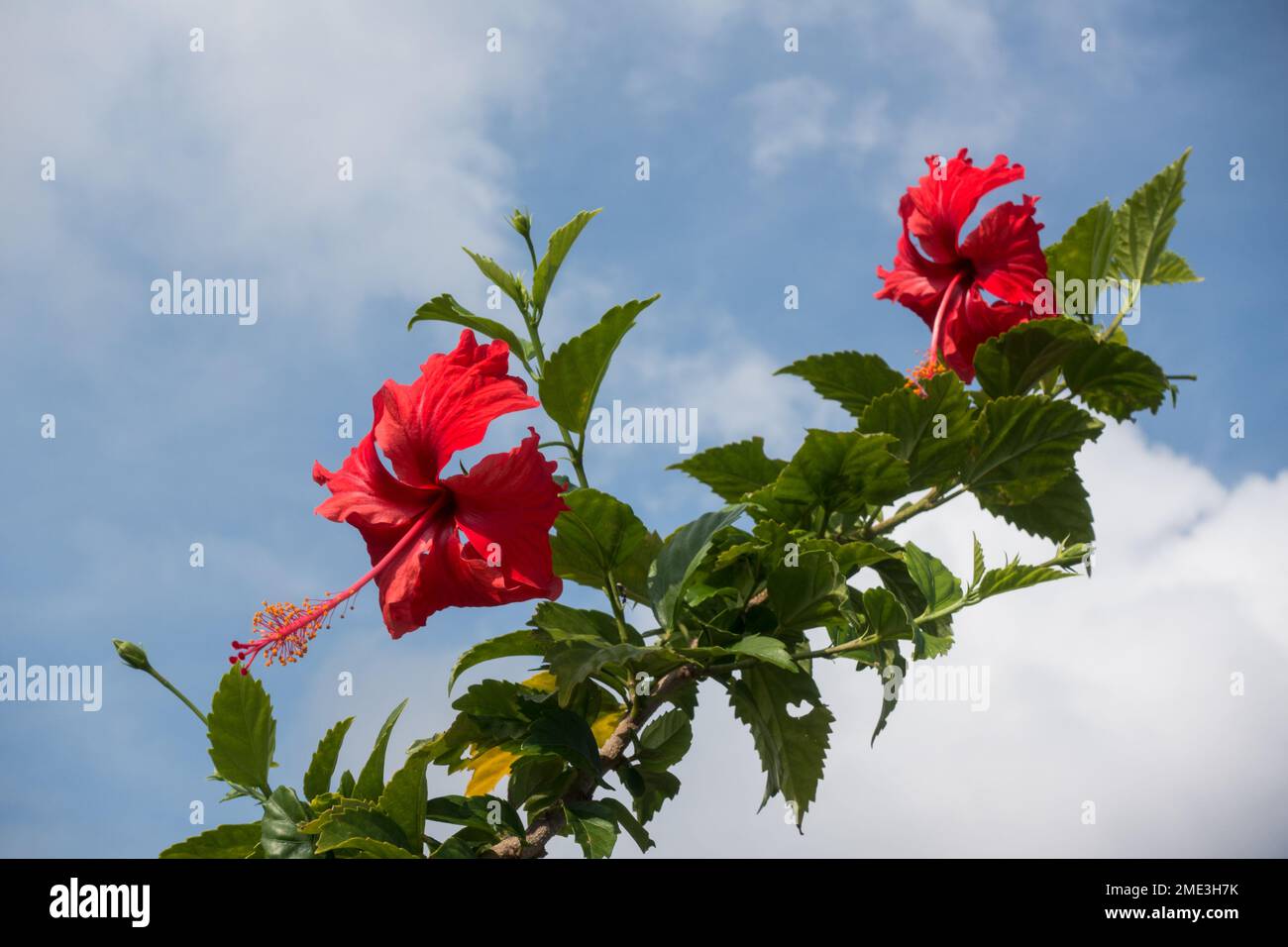 Hibiscus Flower Stock Photo