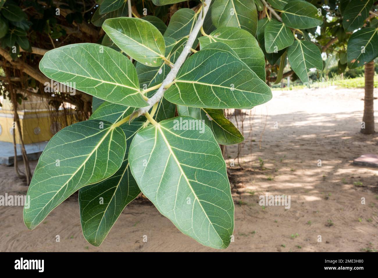 Ficus benghalensis close up of the leaves Stock Photo