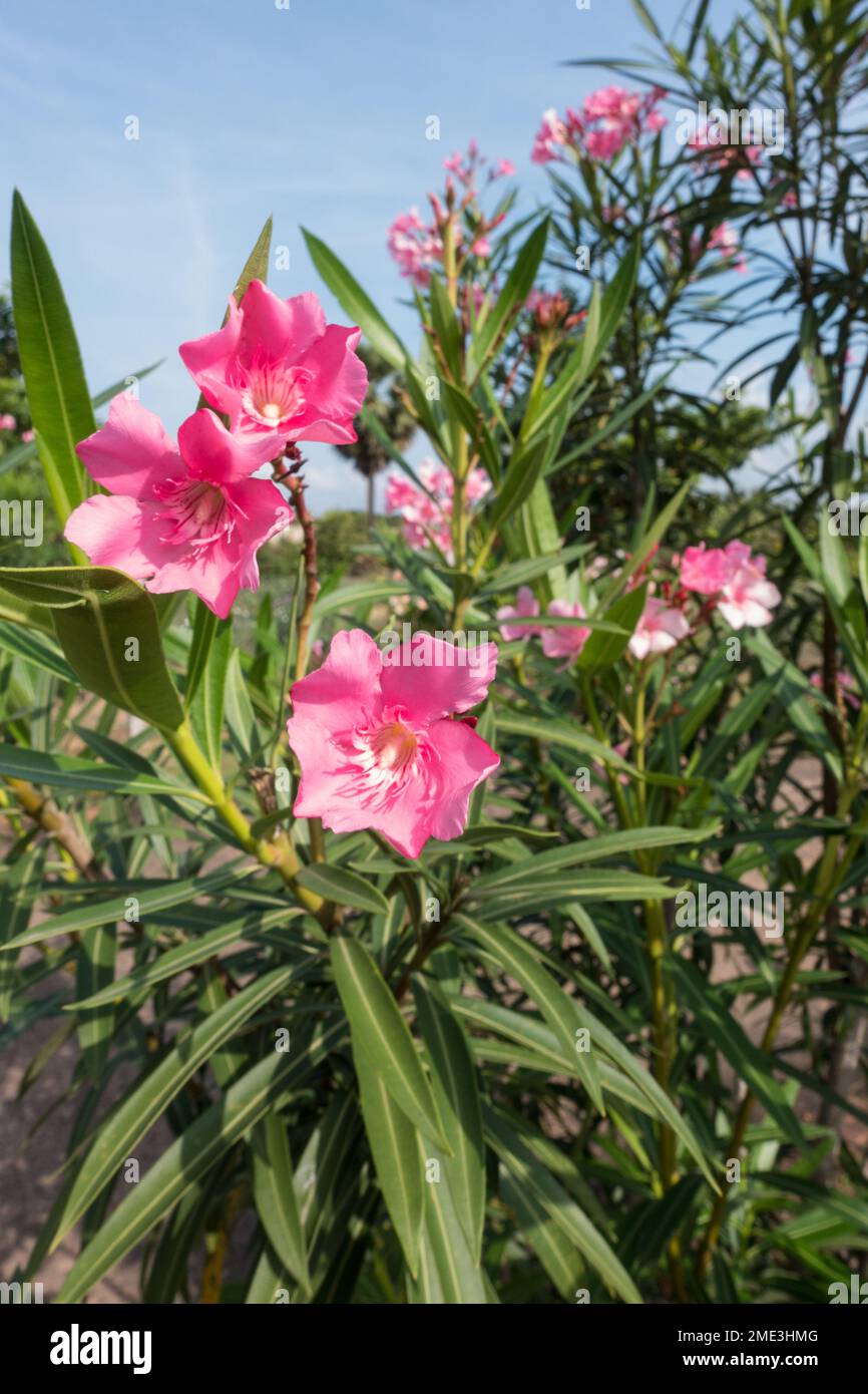 Pink Oleander flower in plant Stock Photo