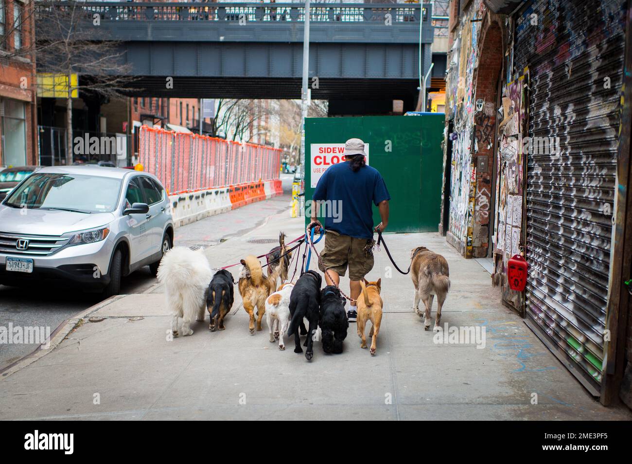 Famous dog walker in New York City carring for many pet dogs Stock Photo