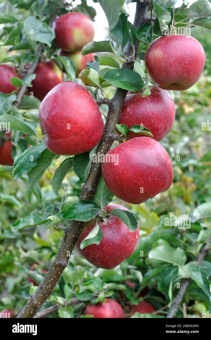 close-up of ripening red organic apples on apple tree branches, vertical composition Stock Photo