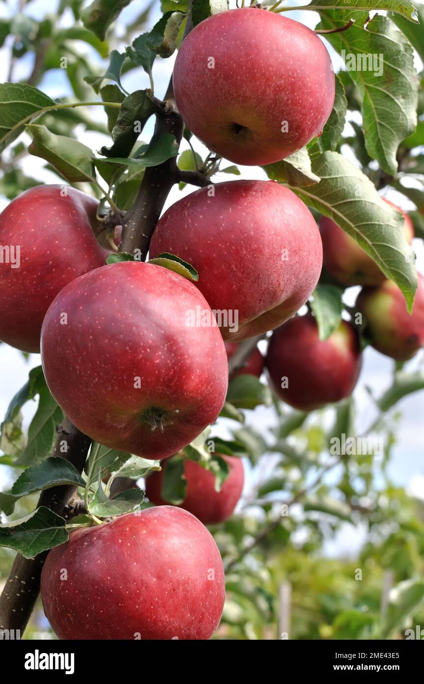 Ripening red organic apples on apple tree branches, vertical composition Stock Photo