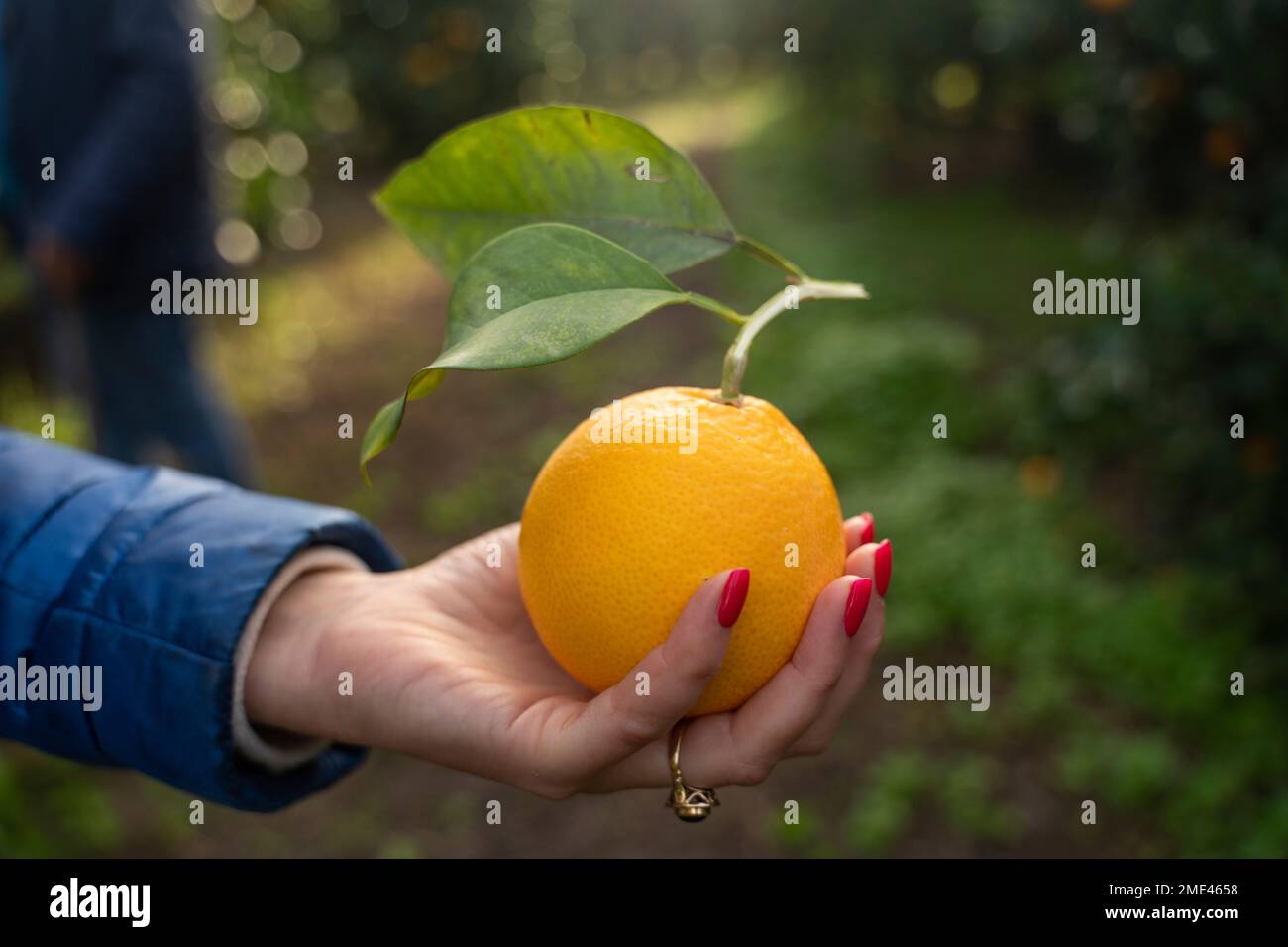 Hand holding fresh ripe hi-res stock photography and images - Alamy