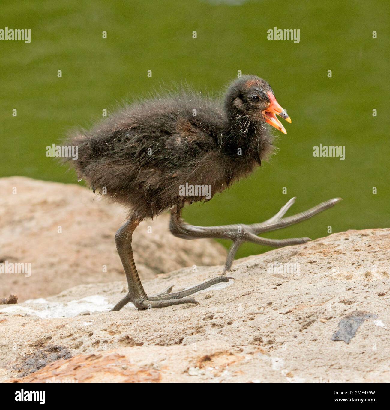 Dusky moorhen chick . Gallinula tenebrosa, on a rock beside water in urban parkland in Australia Stock Photo