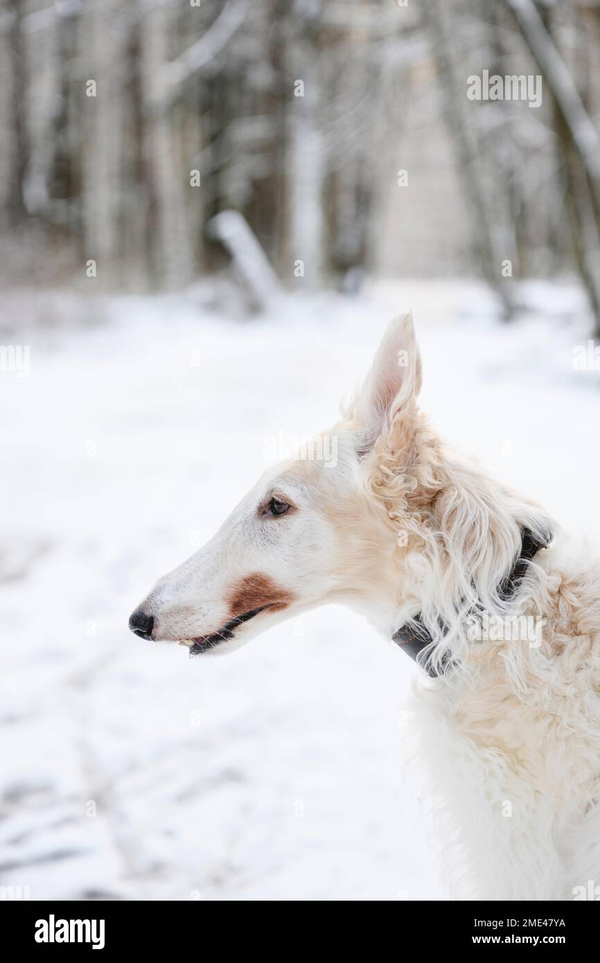 White greyhound hires stock photography and images Alamy