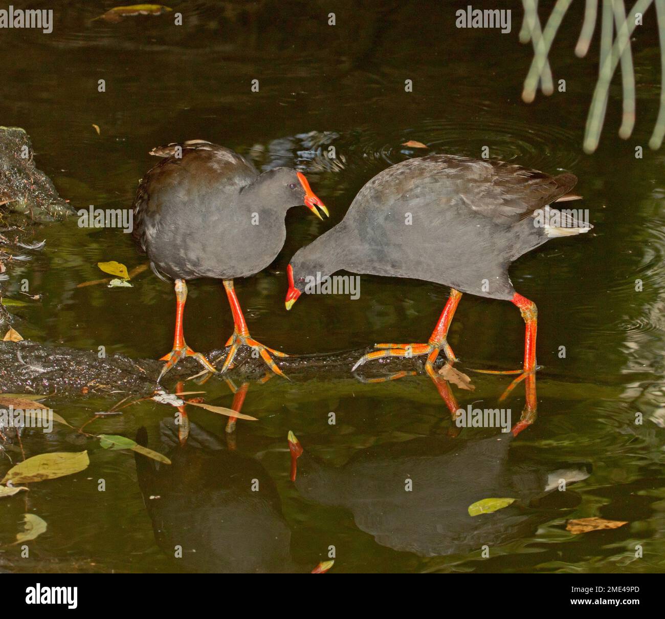 Dusky Moorhens At Bundaberg Botanic Gardens Stock Photo Alamy
