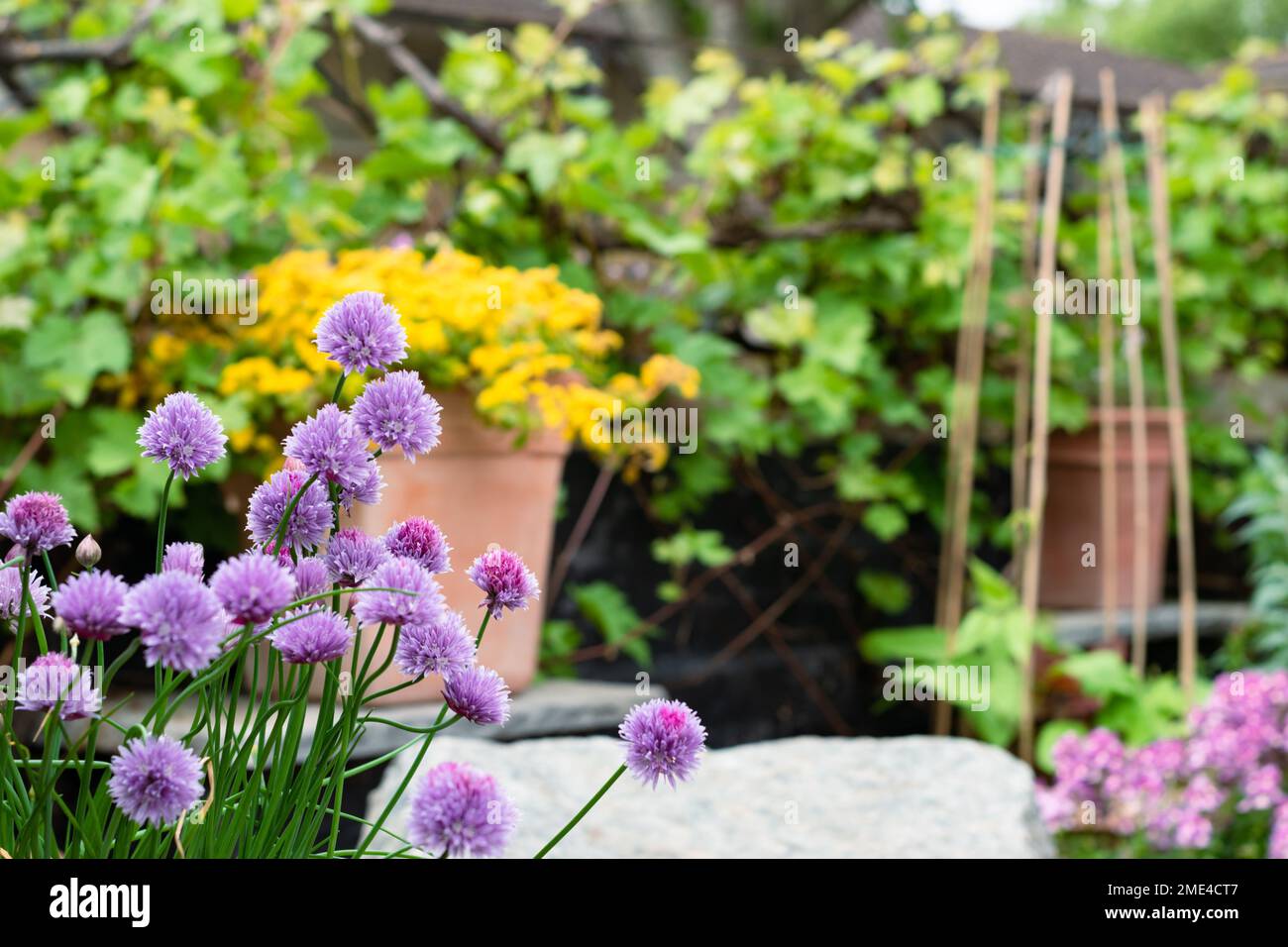 Purple flowers of chives, scientific name Allium schoenoprasum blooms in the garden with copy space for text. Selective focus shallow DOF Stock Photo