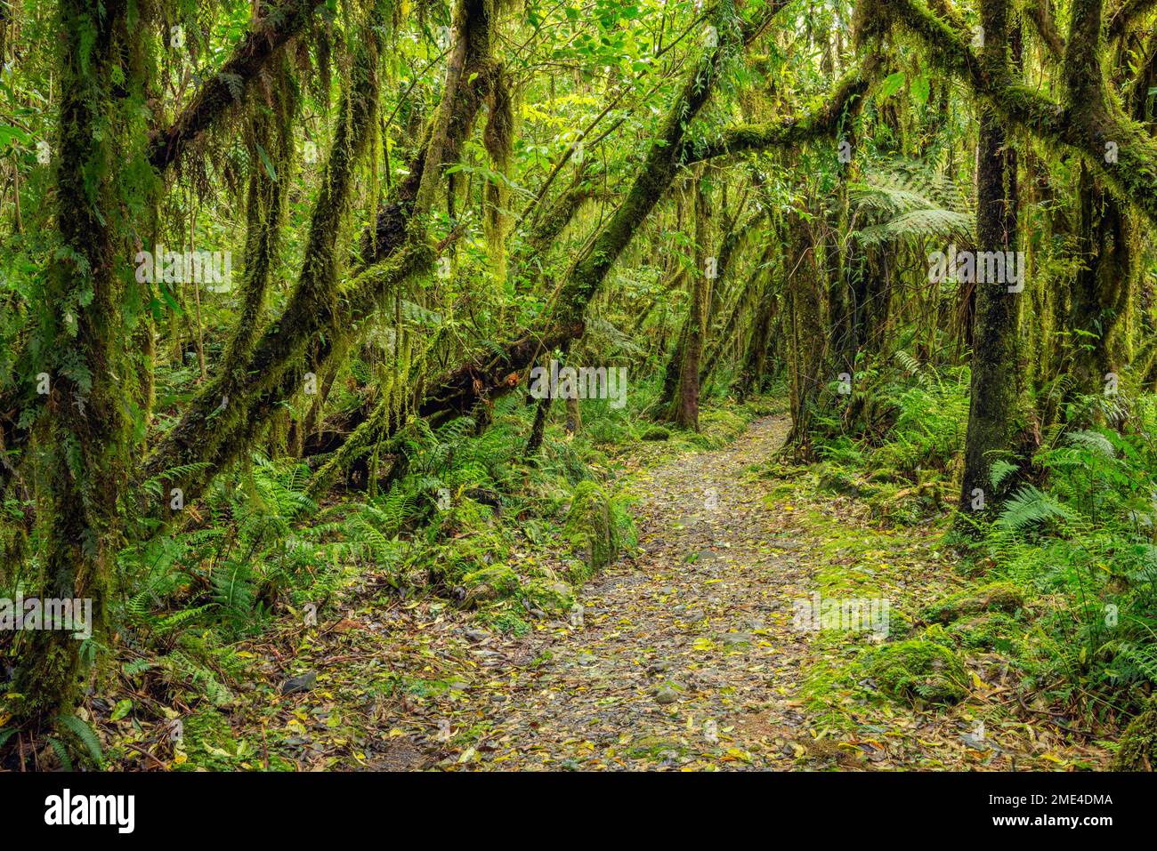 New Zealand, South Island, Footpath through lush green temperate rainforest near Fox Glacier village Stock Photo