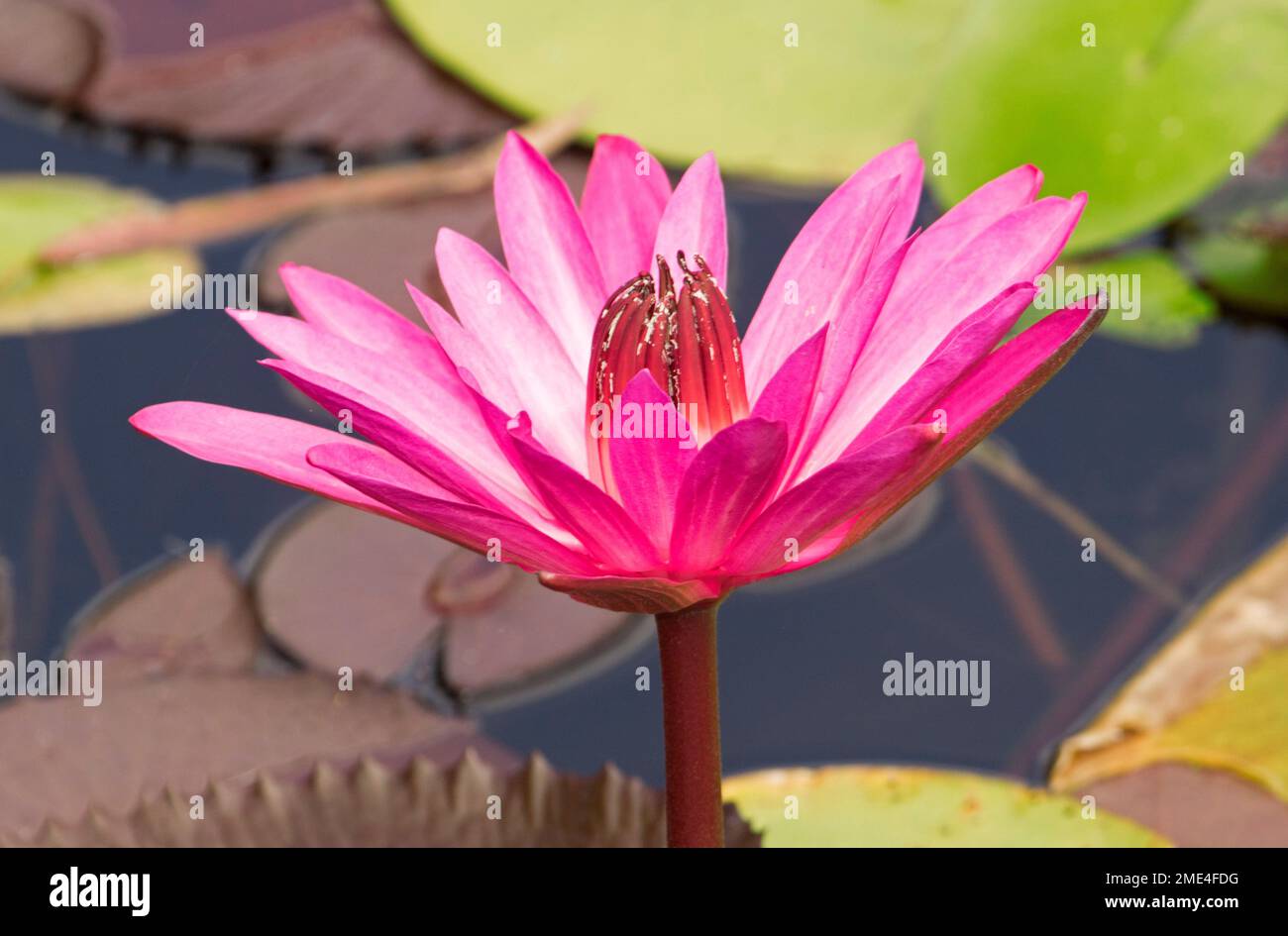 Vivid red flower of waterlily, Nymphea species, an aquatic plant against background of green lily leaves and dark water, in Australia Stock Photo