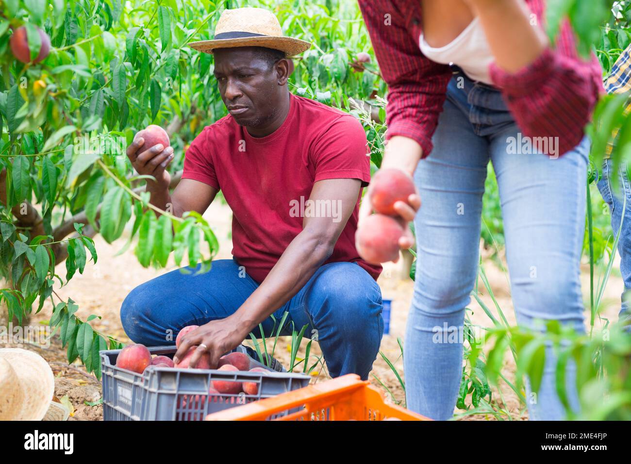 Man and woman harvesting peaches Stock Photo Alamy