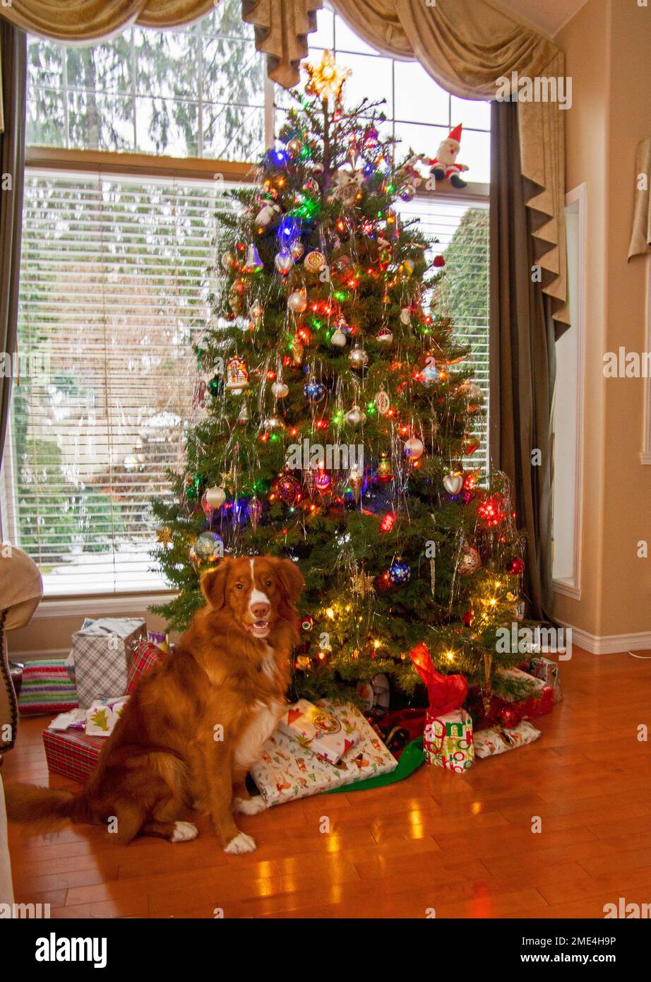 Live fir tree hires stock photography and images Alamy