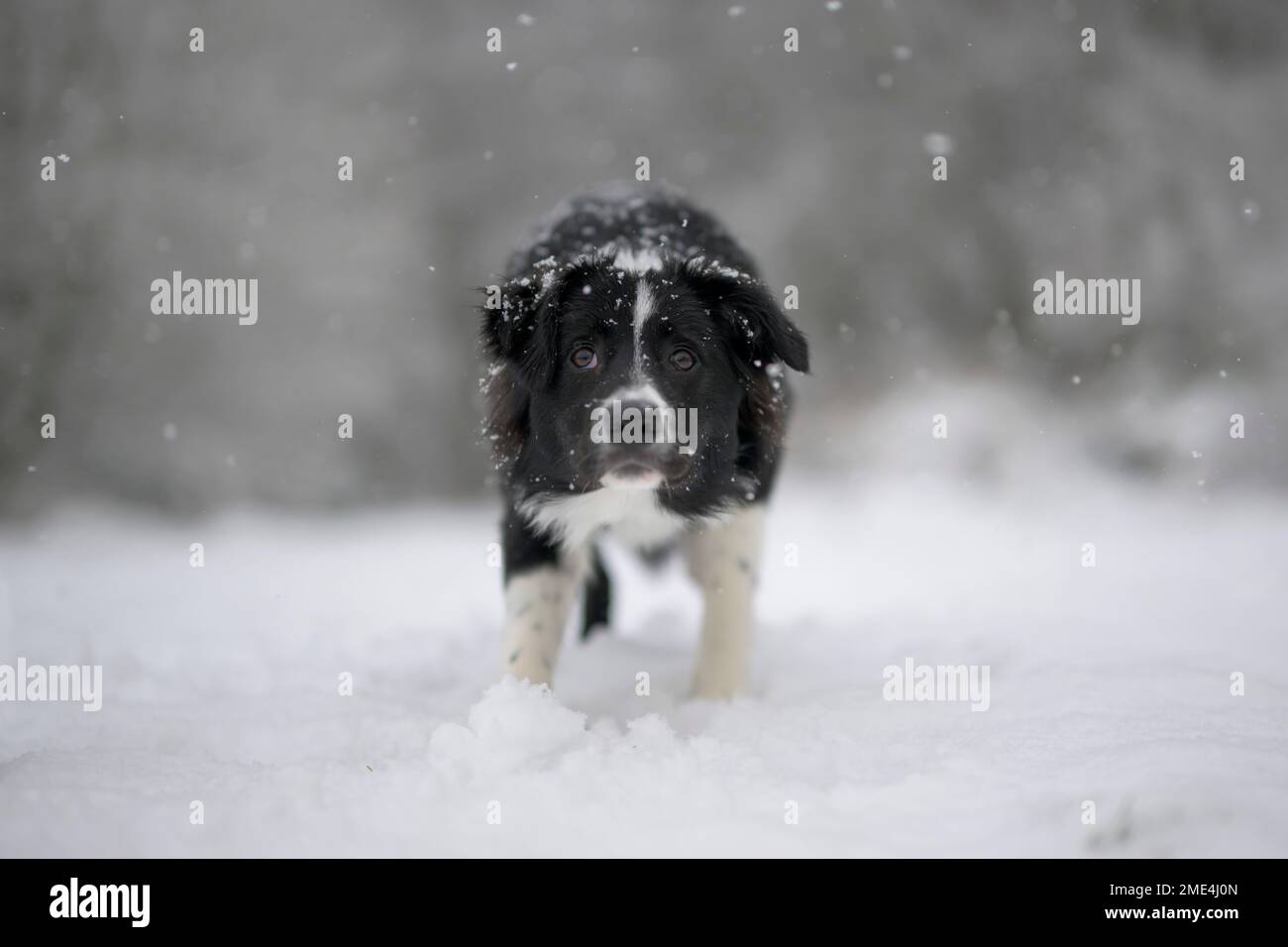 Border Collie standing in snow Stock Photo