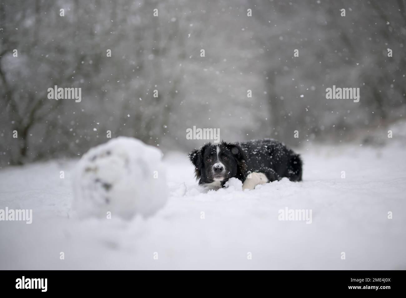 Border Collie puppy sitting in snow Stock Photo