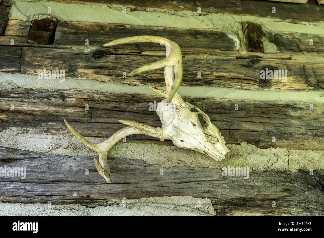 Deer’s skull and antlers mounted on the wall of a pioneer cabin at the Whippoorwill Academy and Village in Ferguson, North Carolina. Stock Photo